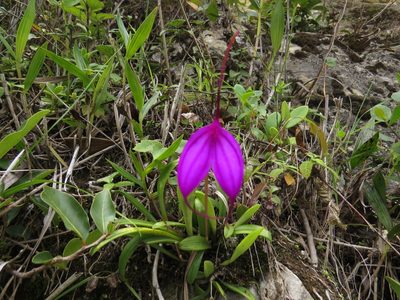 Masdevallia amabilis, photographed by Manuel Roncal