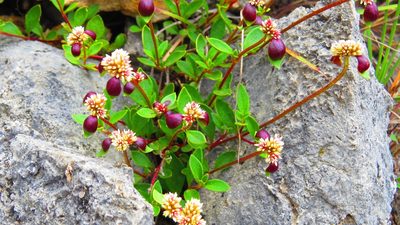 Alternanthera macbridei, photographed by Manuel Roncal