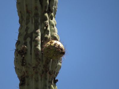 Armatocereus rauhii, photographed by Manuel Roncal