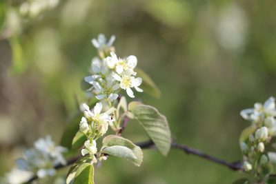 Amelanchier humilis, photographed by Henry "Nick" Robertson