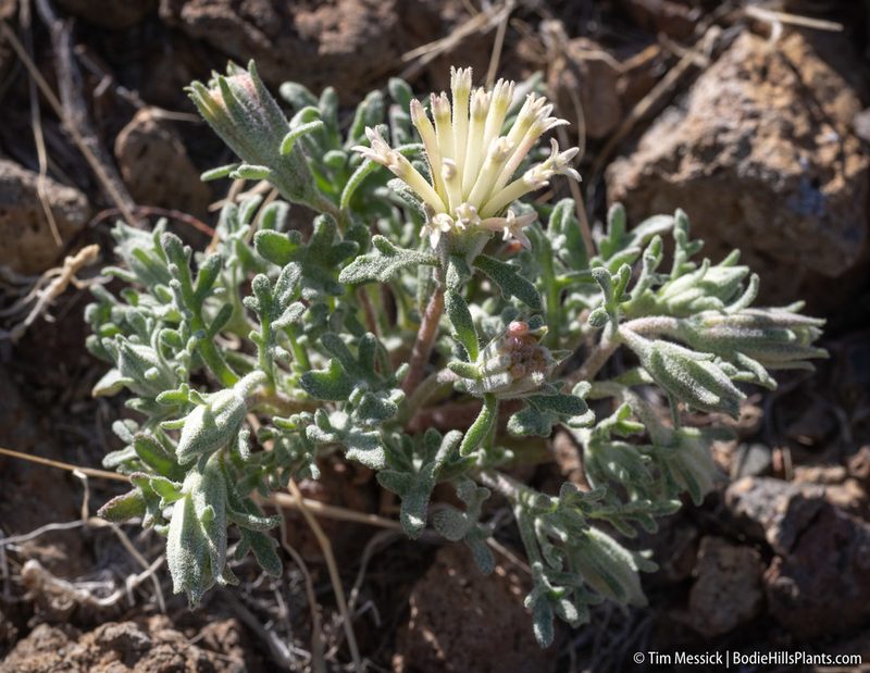 Chaenactis macrantha, photographed by Tim Messick