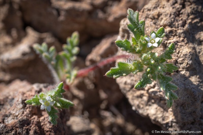 Ipomopsis polycladon, photographed by Tim Messick
