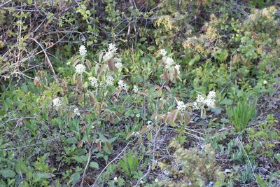 Amelanchier stolonifera, photographed by Henry "Nick" Robertson