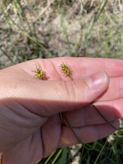 Carex exilis, photographed by Bonnie Semmling