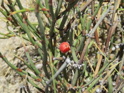 Ephedra ochreata, photographed by Nicolas Olejnik