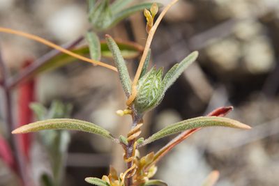 Monardella douglasii, photographed by Ken-ichi Ueda