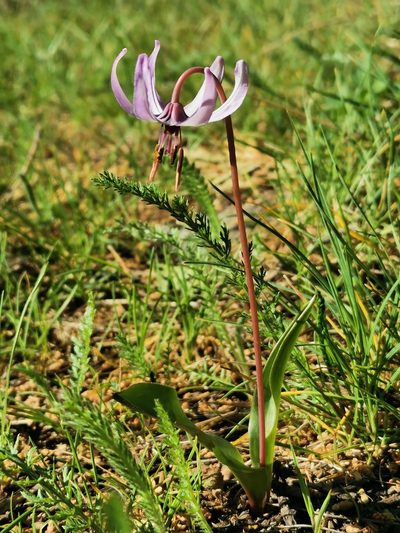 Erythronium hendersonii, photographed by Antoine Guiguet