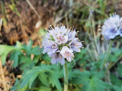 Hydrophyllum occidentale, photographed by Antoine Guiguet