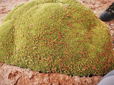 Azorella compacta, photographed by Aira Francisca Faúndez Fallau