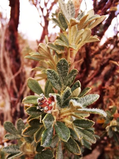 Polylepis tarapacana, photographed by Aira Francisca Faúndez Fallau