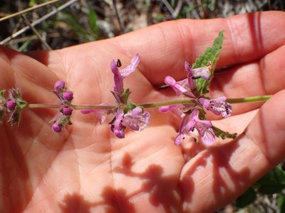 Stachys bullata, photographed by George Williams