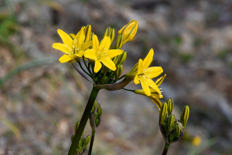 Triteleia crocea, photographed by Trevor Van Loon