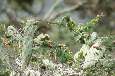 Opuntia dejecta, photographed by Adrianh M. Orozco