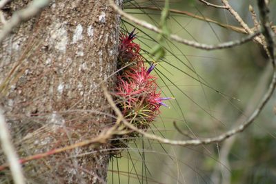 Tillandsia ionantha, photographed by Adrianh M. Orozco
