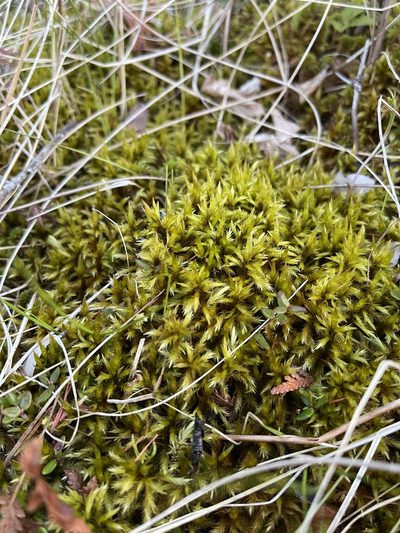 Tomentypnum nitens, photographed by Brandon Corder