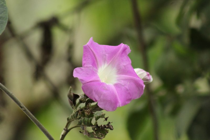 Ipomoea mairetii, photographed by Adrianh M. Orozco