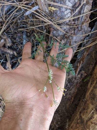 Lomatium engelmannii, photographed by Trevor Van Loon