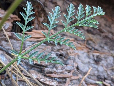 Lomatium engelmannii, photographed by Trevor Van Loon