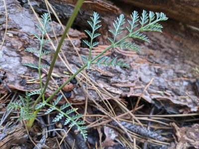 Lomatium engelmannii, photographed by Trevor Van Loon