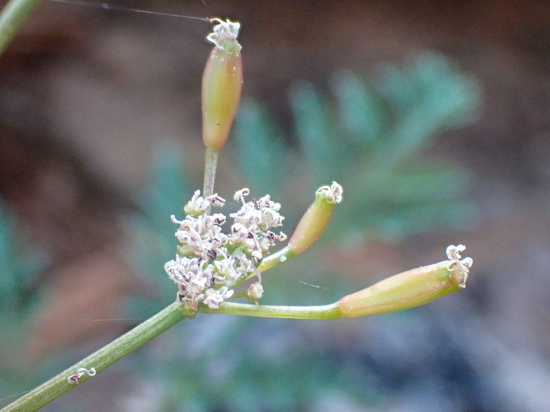 Lomatium engelmannii, photographed by Trevor Van Loon