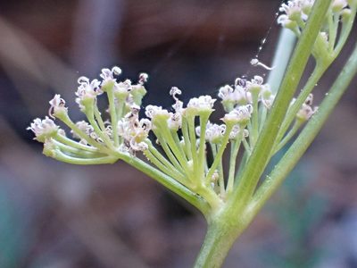 Lomatium engelmannii, photographed by Trevor Van Loon