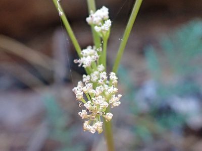 Lomatium engelmannii, photographed by Trevor Van Loon