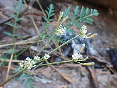 Lomatium engelmannii, photographed by Trevor Van Loon