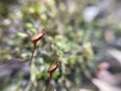 Buxbaumia aphylla, photographed by Brandon Corder