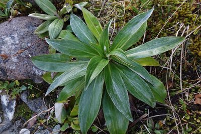 Celmisia holosericea, photographed by John Barkla