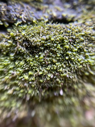 Riccardia palmata, photographed by Brandon Corder