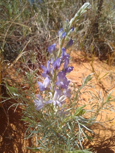 Sophora stenophylla, photographed by Chris Quirin