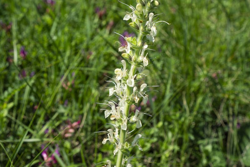 Salvia austriaca, photographed by Conrad Altmann