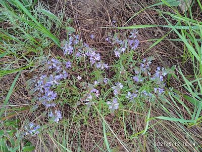 Veronica capsellicarpa, photographed by Tatyana Sova