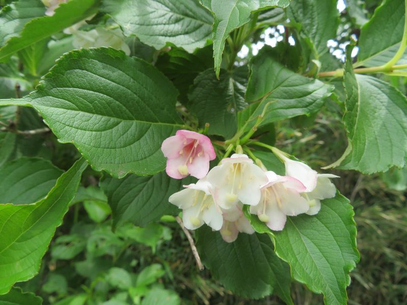 Weigela coraeensis, photographed by Marco Mussita
