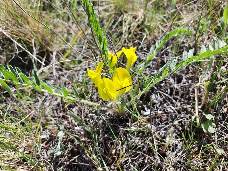 Astragalus wolgensis, photographed by Анна Митрошенкова