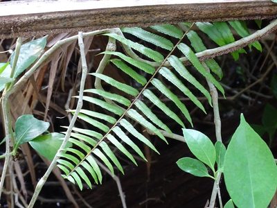Nephrolepis biserrata, photographed by Alexis López Hernández