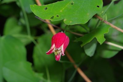 Clematis texensis, photographed by Michelle W. （鍾偉瑋）
