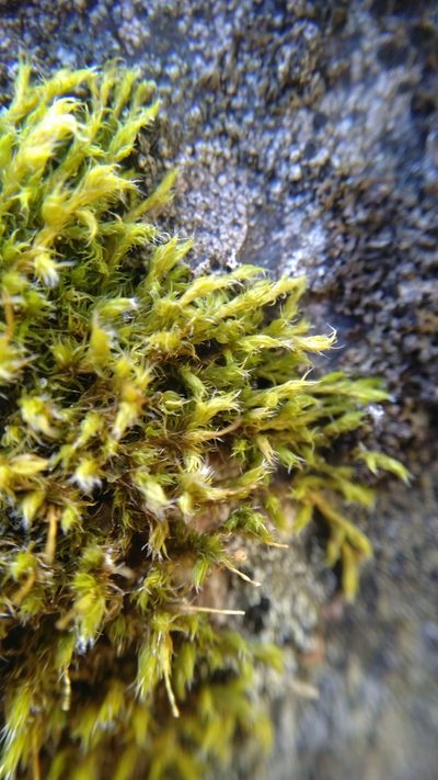 Dilutineuron fasciculare, photographed by Mikko Heikkinen