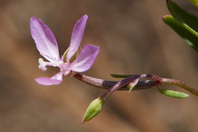 Clarkia modesta, photographed by Ken-ichi Ueda