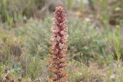 Orobanche amethystea, photographed by Thibaud Aronson