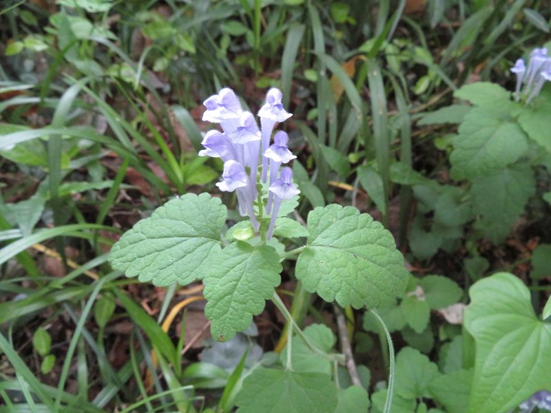 Scutellaria brachyspica, photographed by Marco Mussita