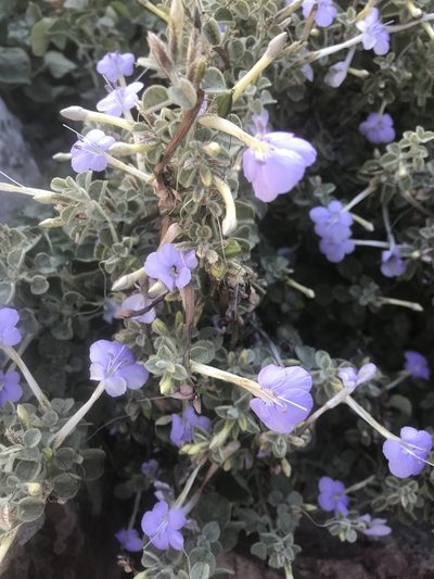 Barleria heterotricha, photographed by rosshawkins