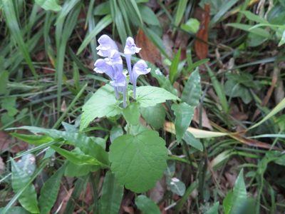 Scutellaria brachyspica, photographed by Marco Mussita