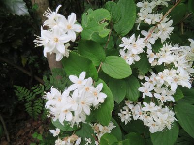 Deutzia scabra, photographed by Marco Mussita