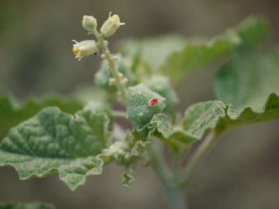 Chrozophora rottleri, photographed by Dinesh Valke