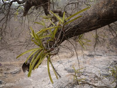 Acampe praemorsa, photographed by Dinesh Valke