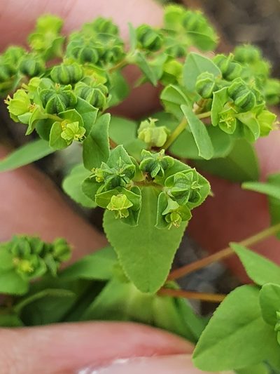 Euphorbia pterococca, photographed by Mehdi Chetibi
