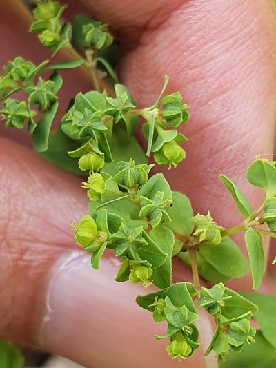 Euphorbia pterococca, photographed by Mehdi Chetibi