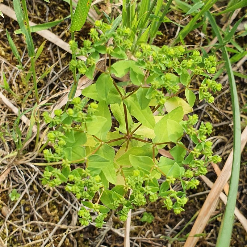 Euphorbia pterococca, photographed by Mehdi Chetibi
