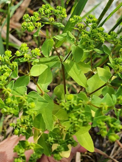 Euphorbia pterococca, photographed by Mehdi Chetibi
